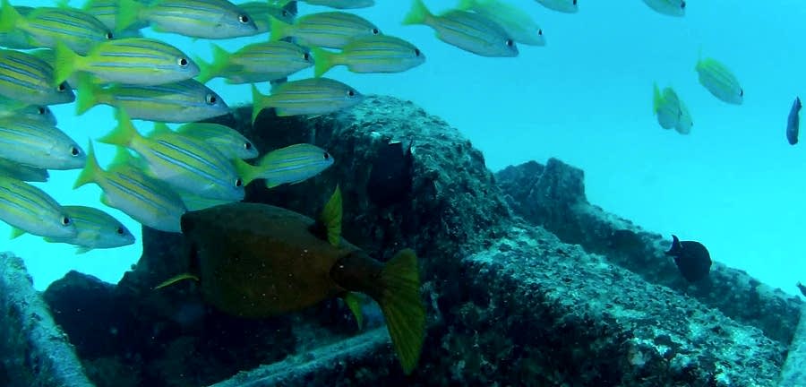 Paris II Wreck