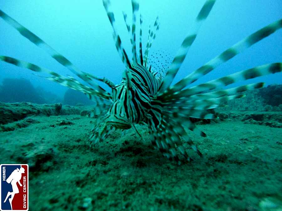 DivingKemer30.jpg